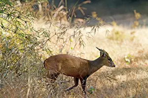 Muntjac: Muntjac / Barking /Mastreani Deer