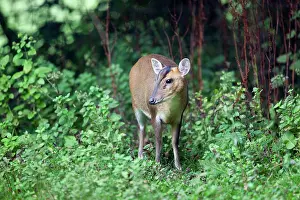 Muntjac: Muntjac Deer