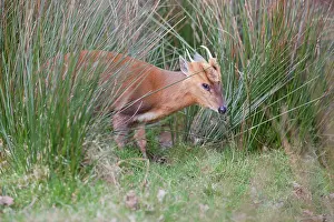 Muntjac: Muntjac Deer - buck