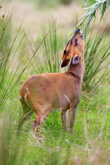 Muntjac: Muntjac Deer - doe feeding