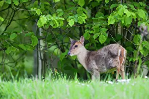 Muntjac: Muntjac Deer - by hedgerow