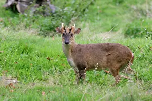 Muntjac: Muntjac DEER - male