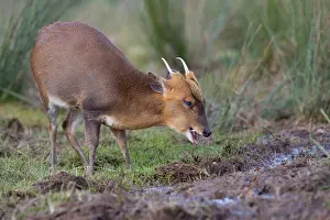 Muntjac: Muntjac Deer - male