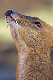 Muntjac: Muntjac Deer - male