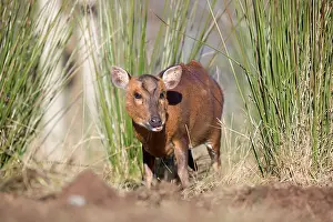 Muntjac: Muntjac Deer - male