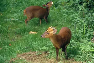 Muntjac: Muntjac Deer - male & female
