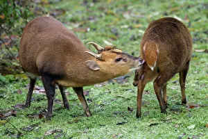 Muntjac: Muntjac Deer - male and female ready to mate