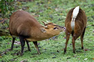 Muntjac: Muntjac Deer - male and female ready to mate