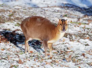 Muntjac: Muntjac Deer - in snow - naturalised in Britain
