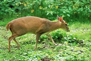 Muntjac: Muntjac DEER - side view