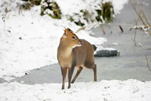 Muntjac: Muntjac - Male by frozen pond in snow