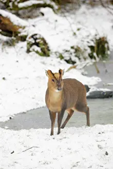 Muntjac: Muntjac - Male by frozen pond in snow