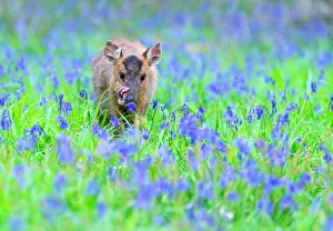Introduced: Muntjack deer (Muntiacus reevesi) standing among