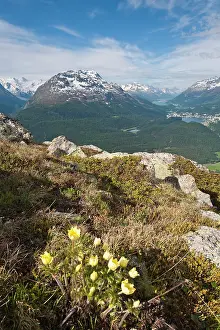 Muottas: Muottas Muragl, Switzerland. Alpine flowers