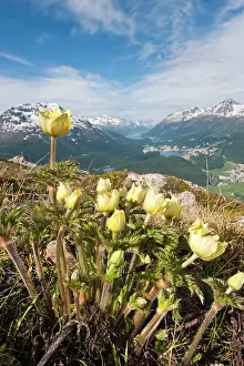 Muottas: Muottas Muragl, Switzerland. Alpine flowers
