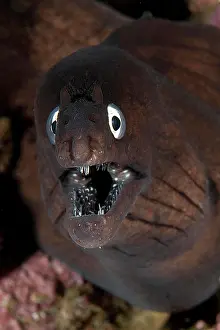 Muraena: Muraena augusti (Muraena augusti), Eastern Atlantic