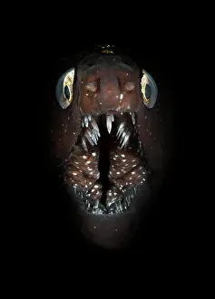 Muraena: Muraena augusti (Muraena augusti) with open mouth