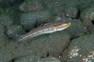 Stripe: Mural Goby
