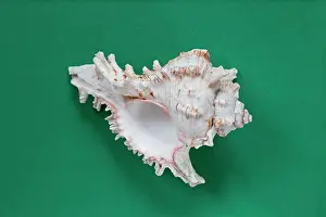 Murex: Murex sea-shell