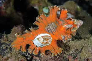 Showing: Murex shell - showing aperture - Seraya dive site