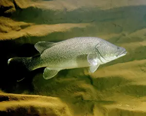 Murray: Murray Cod - Murrumbidgee River