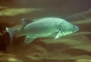 Murray: Murray Cod - Murrumbidgee River