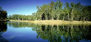 Murray: Murray River - near Barmah