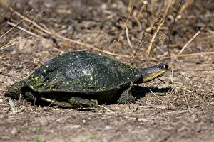 Murray: Murray Short-necked Turtle