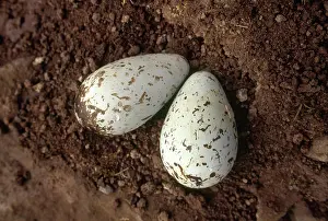 Murre: Murre Eggs