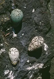 Murre: Murre Eggs
