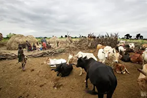 Mursi: Mursi Tribe - village with cattle and woman working