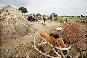 Mursi: Mursi Tribe - village with cattle and woman working