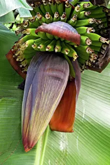 Bananas: Musa ssp. - Banana development stage