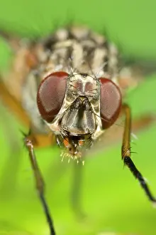 Muscidae: Muscidae Fly - Eyes and face