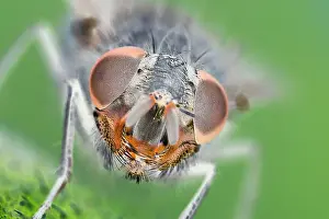 Muscidae: Muscidae Fly - Eyes and face