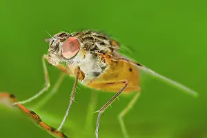 Muscidae: Muscidae Fly - Resting on leaf