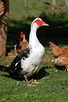 Muscovy: Muscovy / Barbary Duck