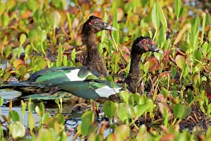Moschata: Muscovy Duck