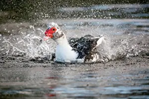 Muscovy: Muscovy Duck - bathing