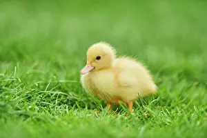 Moschata: Muscovy duck (Cairina moschata), chick on a green