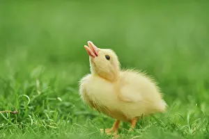 Moschata: Muscovy duck (Cairina moschata), chick on a green