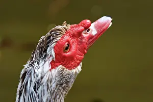 Moschata: Muscovy duck (cairina moschata), head, close, red