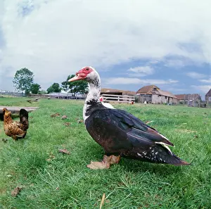 Muscovy: Muscovy DUCK - with chickens in field