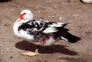 Bonnie Weisser: MUSCOVY DUCK - domestic, side view