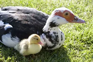 Moschata: Muscovy duck and duckling in the grass France