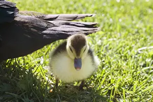 Moschata: Muscovy duck and duckling in the grass France