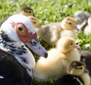 Moschata: Muscovy duck and ducklings in the grass France
