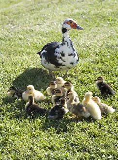 Moschata: Muscovy duck and ducklings in the grass France