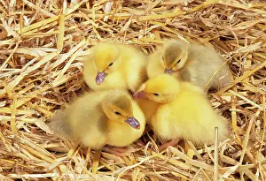 Muscovy: MUSCOVY DUCK - Ducklings huddled in straw