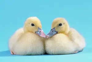 Muscovy: Muscovy Duck - ducklings kissing